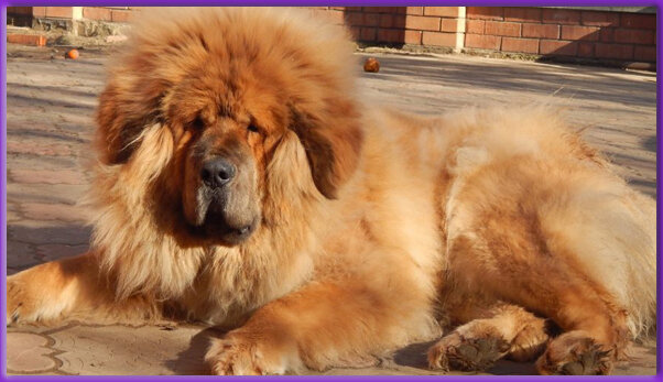 Не боись, хозяин. Супостат мимо меня не пройдет!