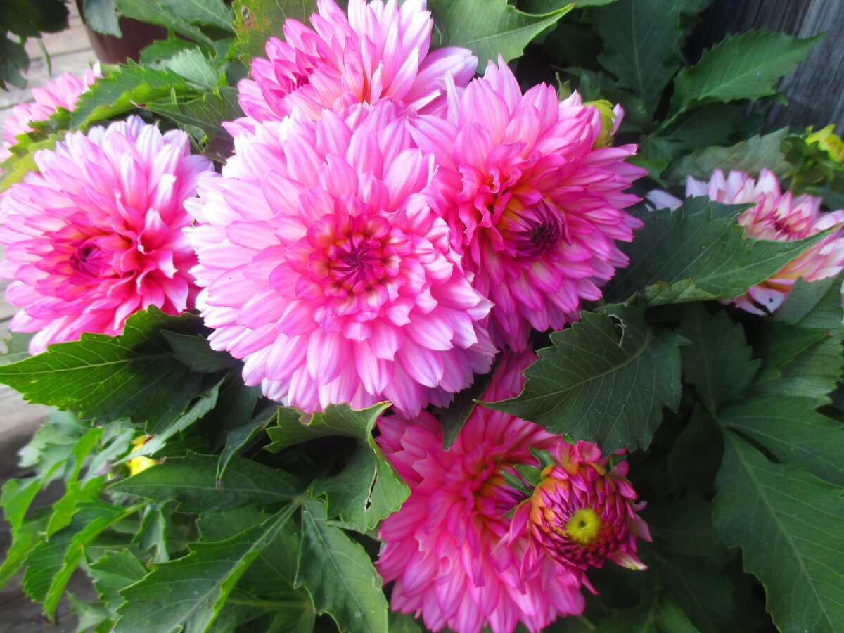 вегетативный георгин галери биколор 1 черенок в 12 л вазоне (фото мое)