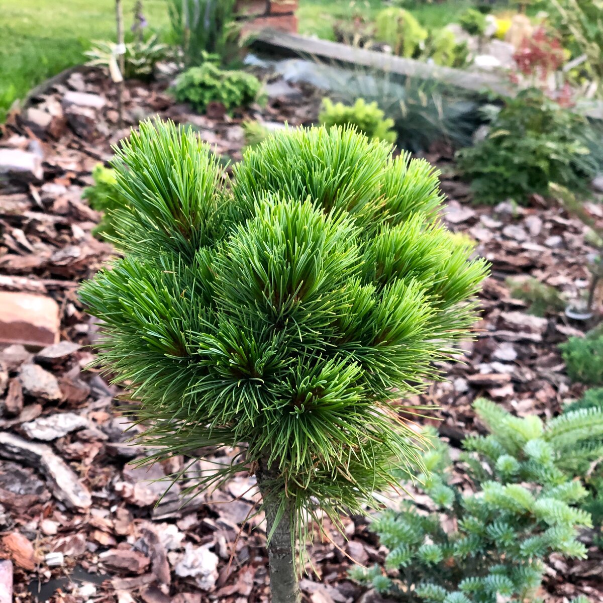 Pinus sibirica