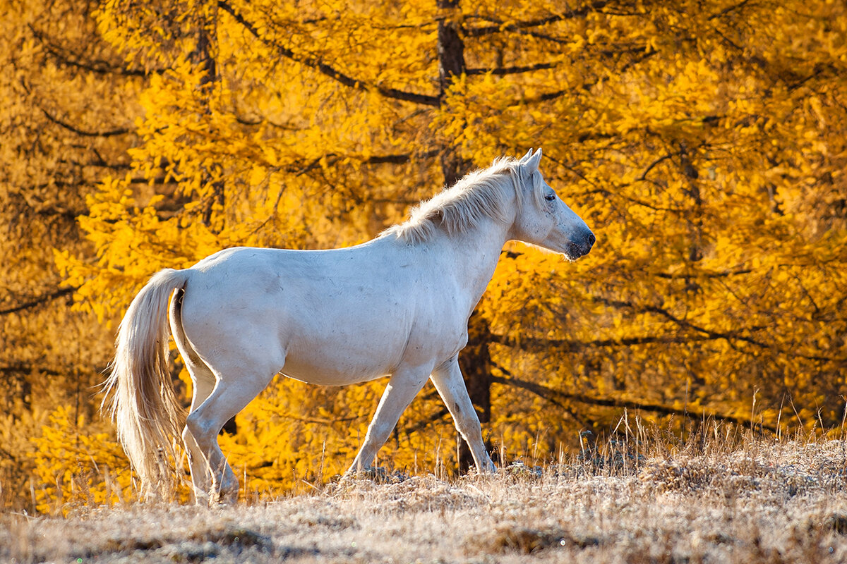 "Белая на золотом!"