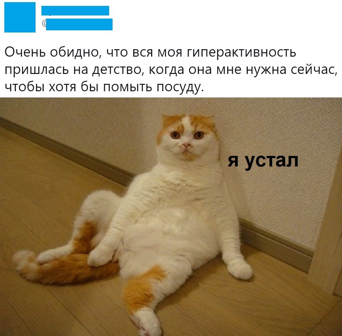 Смешной кот сидит