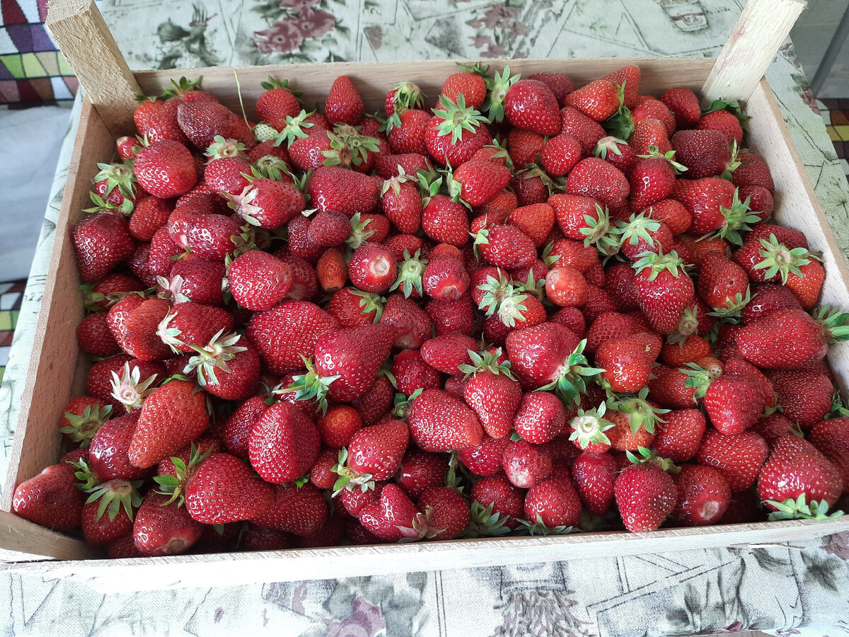 Эту клубнику покупали 2 недели назад по цене 150 руб. за кг