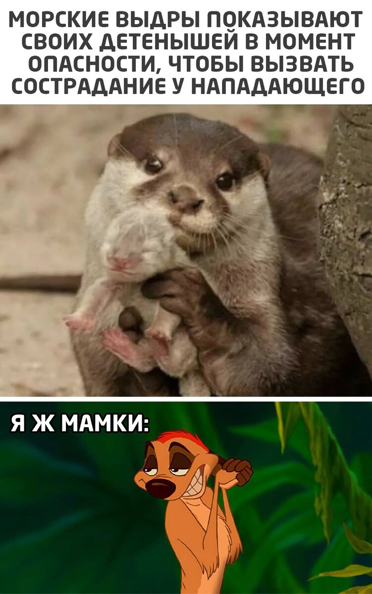 Выдра в опасности. Выдра показывает детеныша в момент опасности. Выдра с детенышем. Выдры показывают своих детенышей. Выдра показывает детеныша в момент опасности.