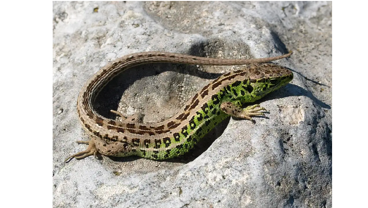 Насекомоядные ящерицы. Прыткая ящерица Lacerta Agilis. Прыткая ящерица (Lacerta Agilis l.),. Ящерица прыткая горнокрымская. Ящерица прыткая (лат. Lacerta Agilis).