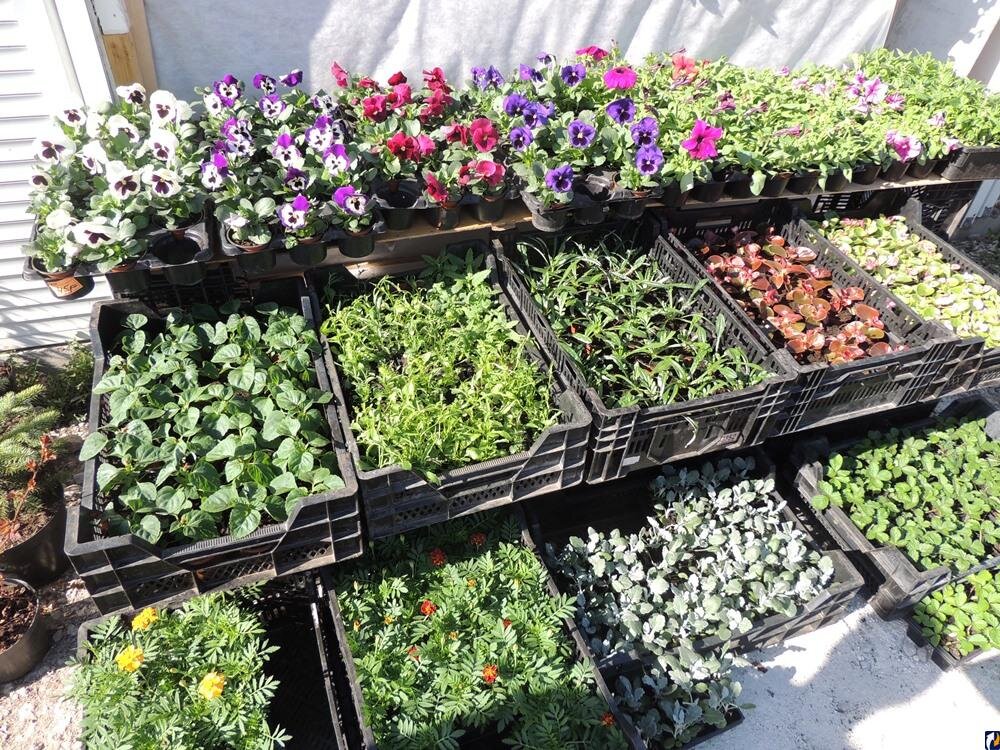 Рассаду можно приобрести где угодно (фото Яндекс-картинки)