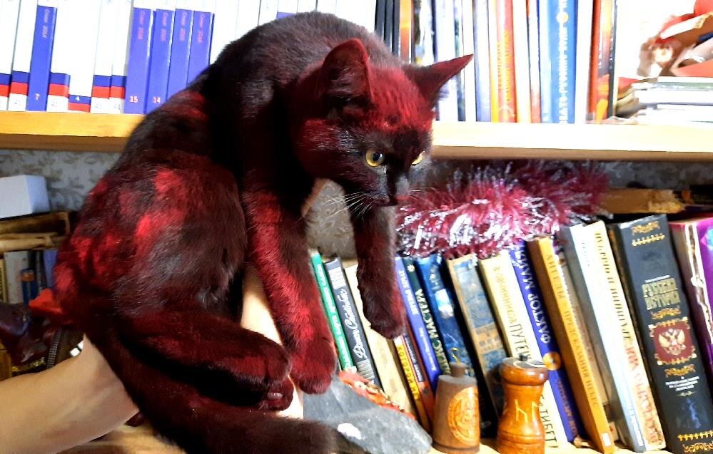 Год Тигра и Кота