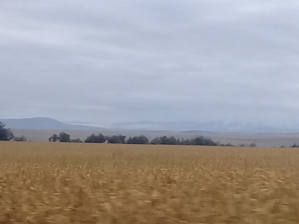 Поля Кабардино-Балкарии. Кавказ уже за ними.  Через эти идиллические пейзажи мне пришлось ехать на всех экскурсиях. (фото автора - 2021)