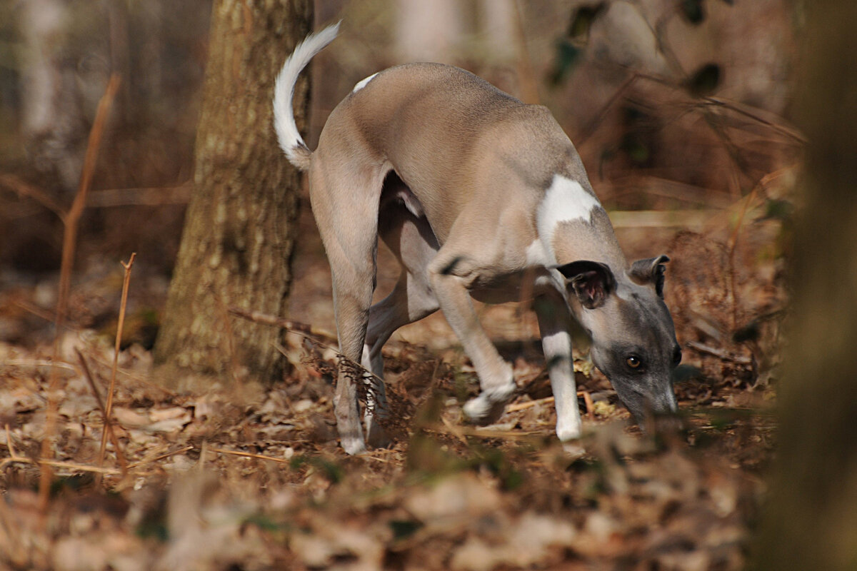 Конечно, ОКД никто не отменял, но инстинкты часто берут верх.