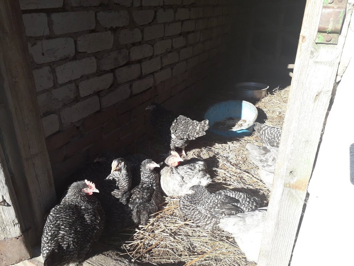 Здесь они еще опасаются выходить из курятника и принимают солнечные ванны таким образом. Гребешки у всех пока совсем анемичные, светленькие - не то, что сейчас