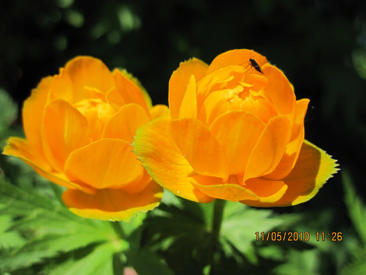 Trollius komarovii