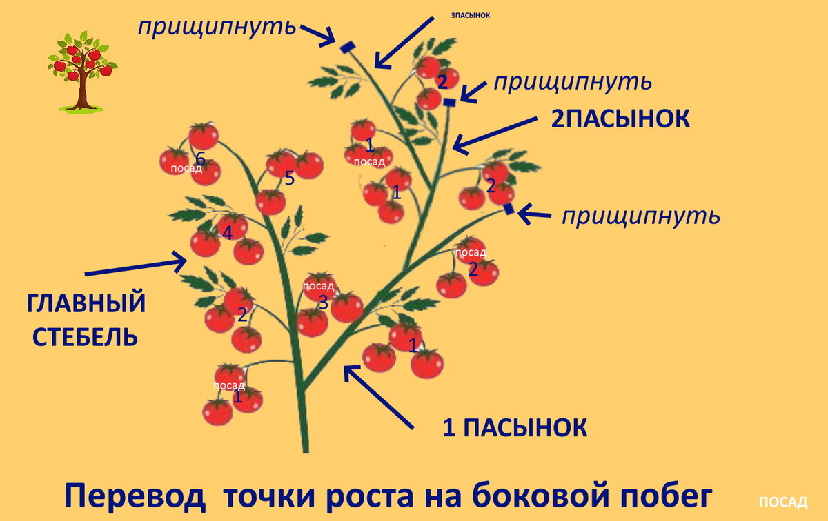 Как сделать помидоры в 2 стебля схема