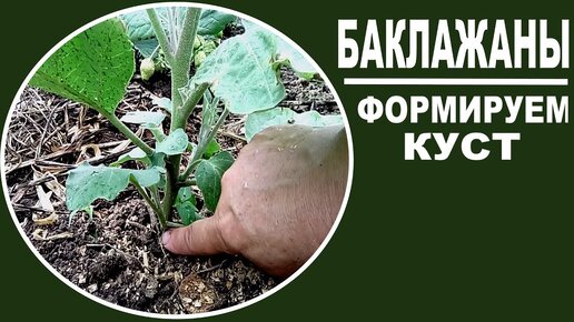 Как правильно формировать баклажаны