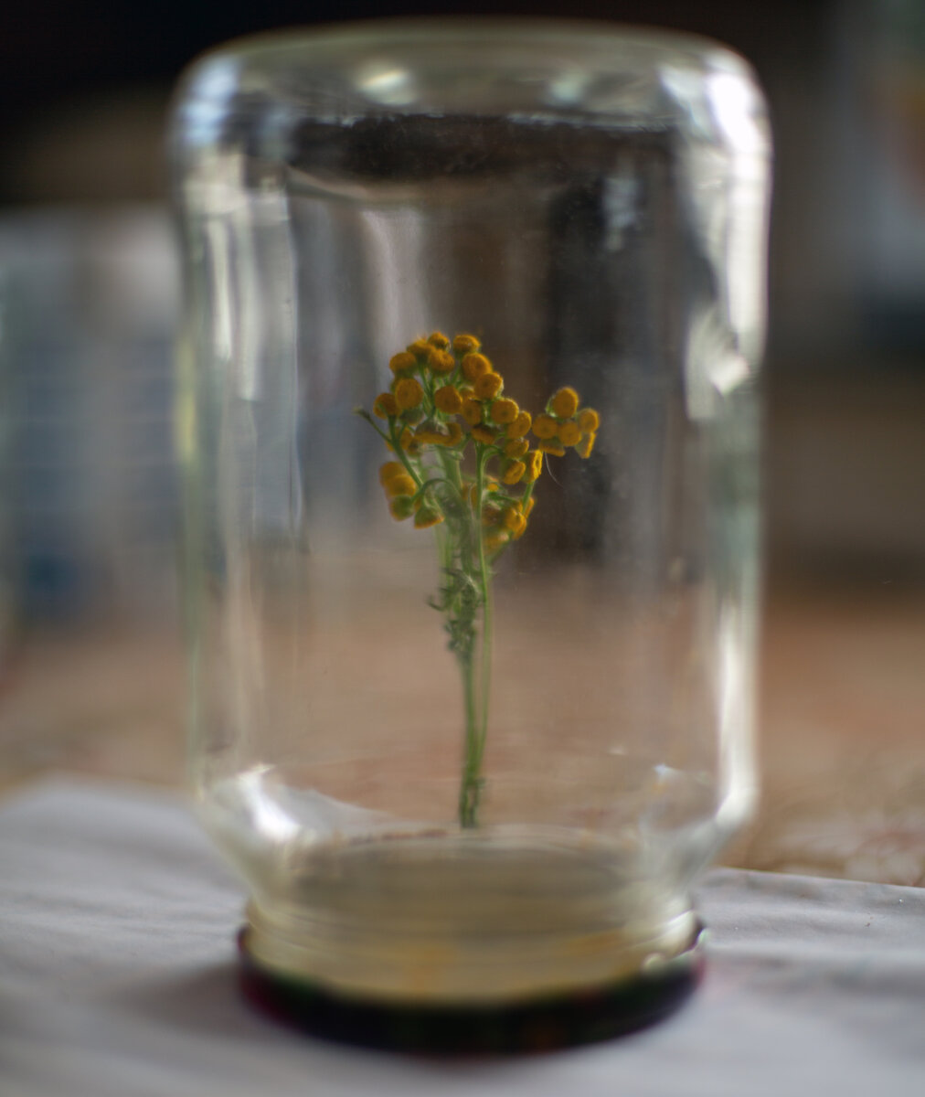 Где-то у бабушки в деревне. Айфон.