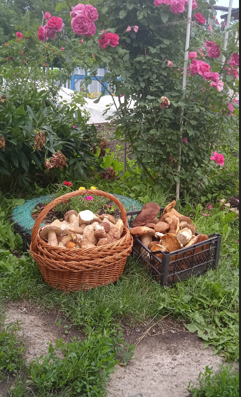 Первые "настоящие" грибы в Самарской области, а скоро ли у нас? 15.05. ...
