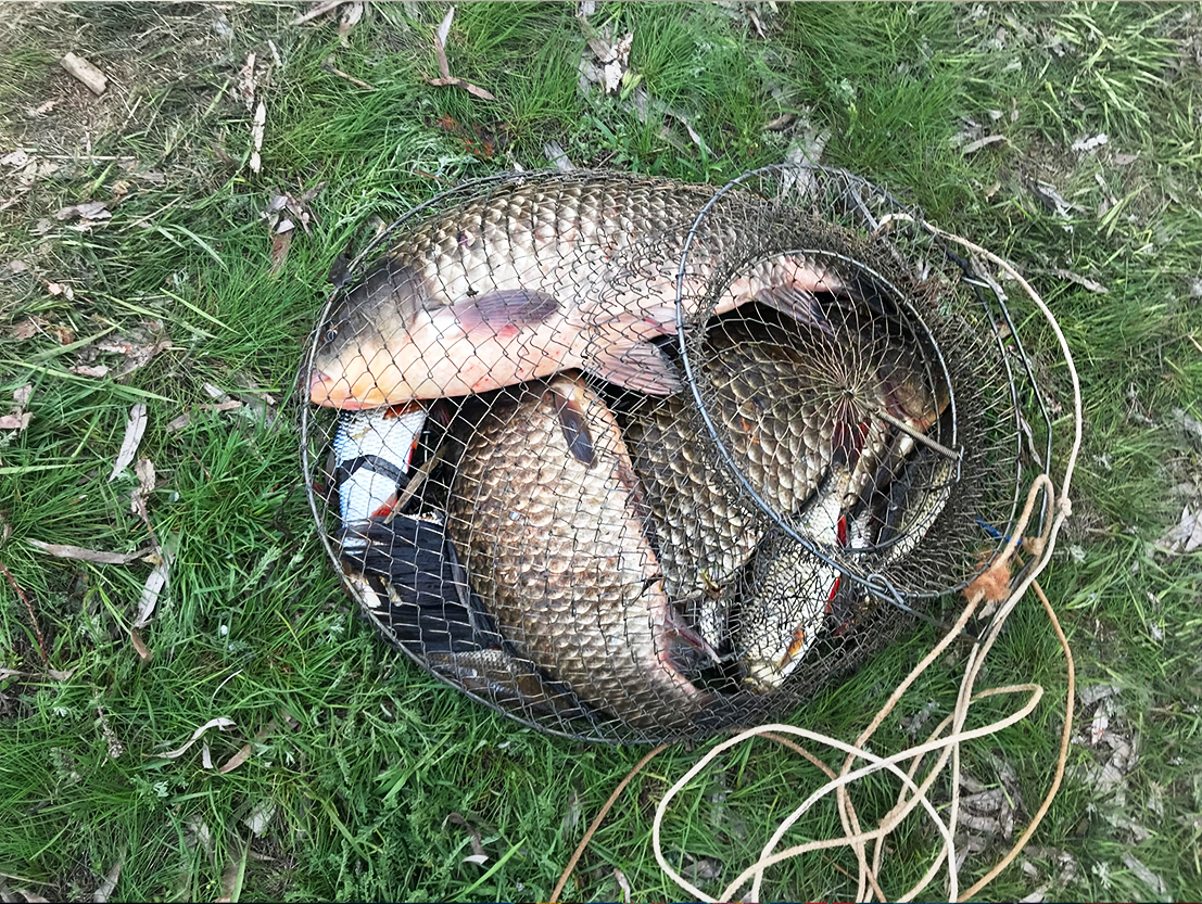 Приманка на карася летом. Поплавок на карася. Прикормка карп карась сазан. Рыбалка на карася. Рыба на удочке.