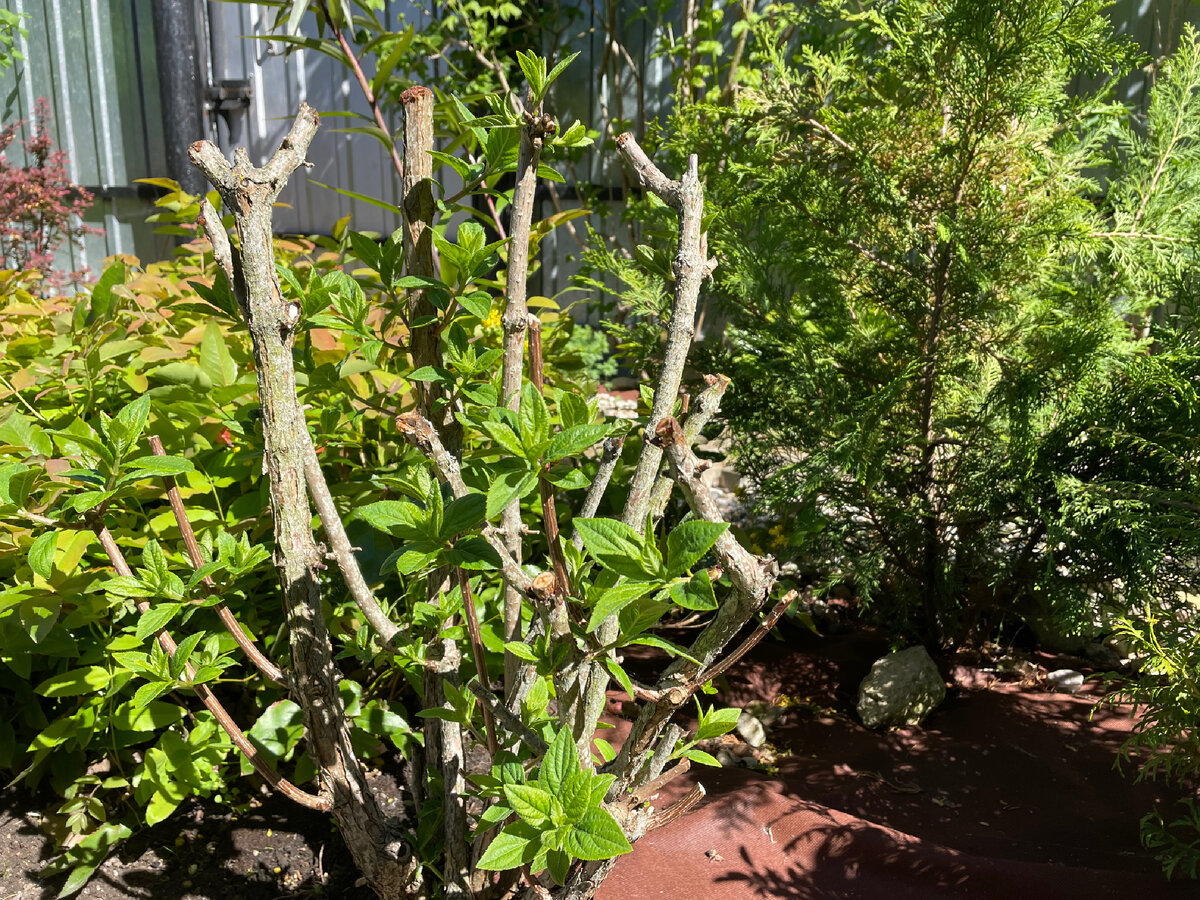 Ванилла Фрез