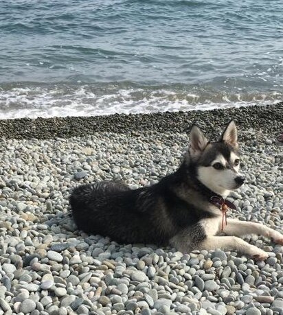 С собакой на море