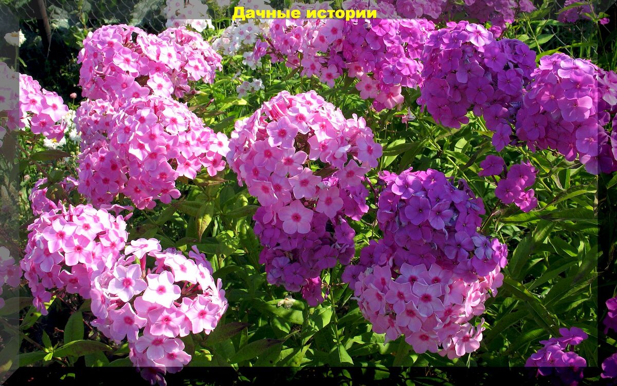 https://vk.com/photo-159774511_457254325