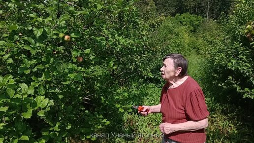 Трещины и пятная на яблоках - показатель, того, что яблоня заражена паршой