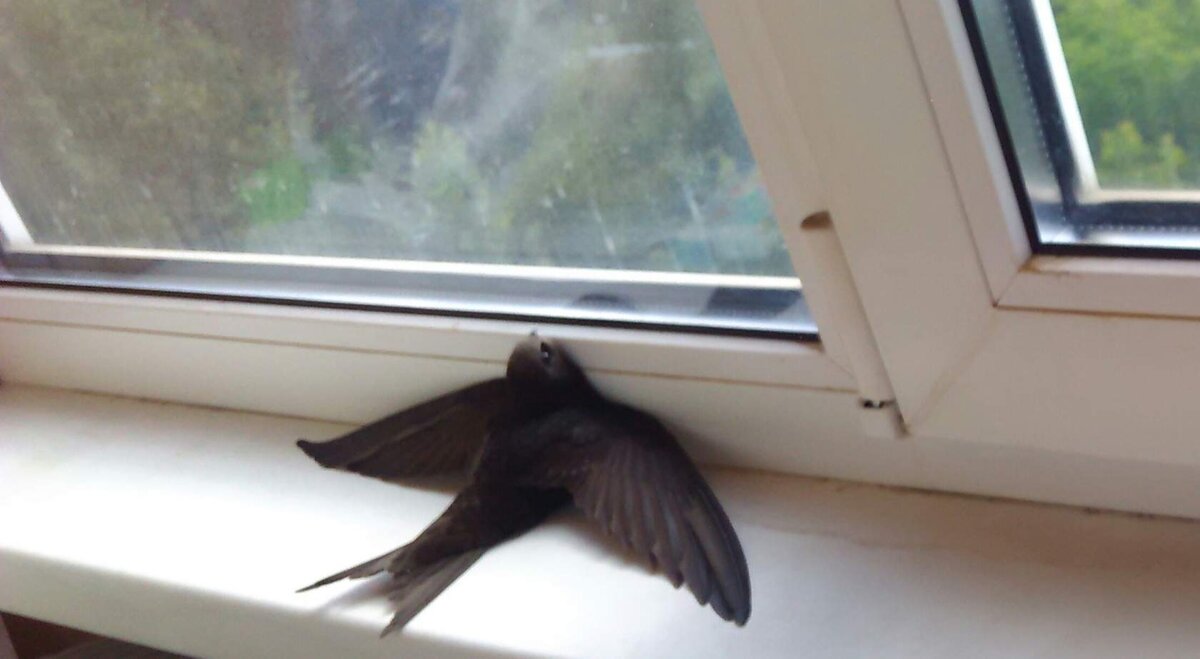 Так я себя чувствовала ещё вчера... Фото автора