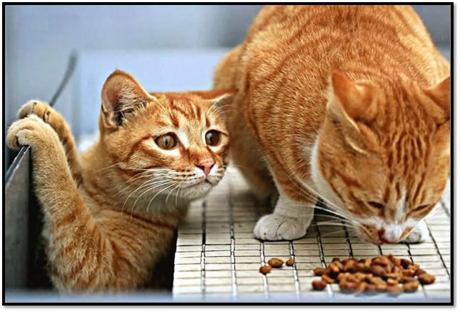 Источник: https://pikabu.ru 