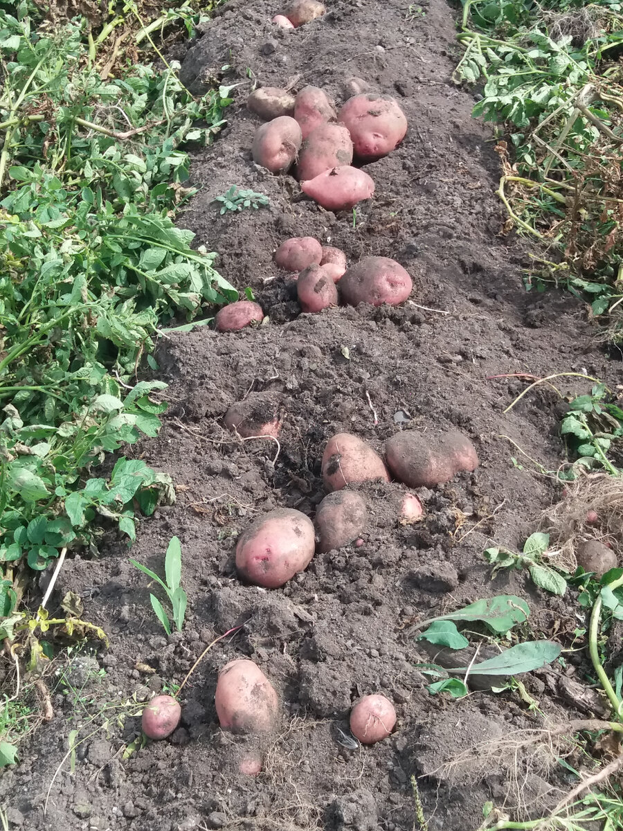 В лунках - от 10+3 до 20+4 картофелин (крупная + мелкая и средняя).