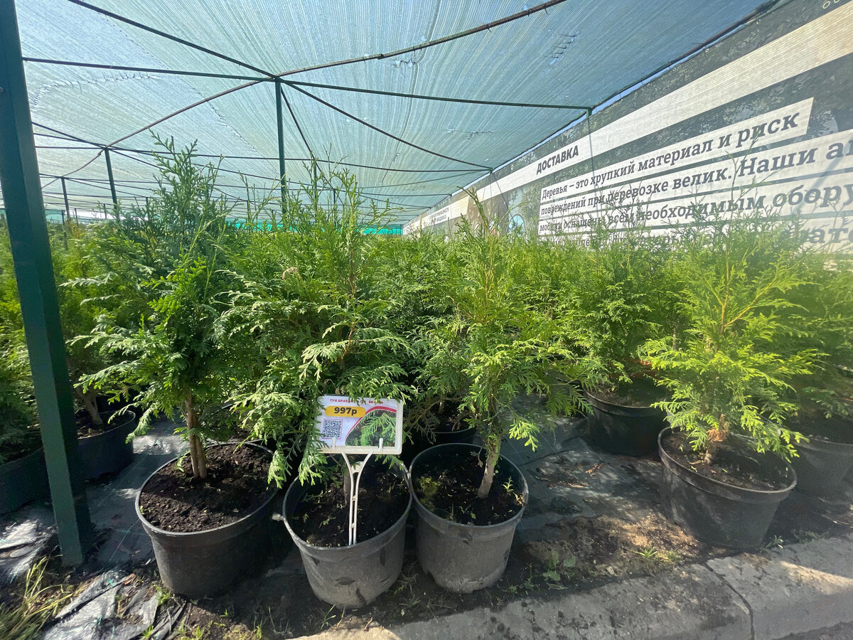 Саженцы туи Брабант