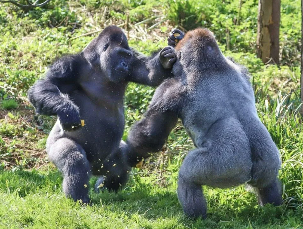 вес гориллы. доминирующий самец. прямоходящий бонобо. доминирующий самец. горилла, самец.