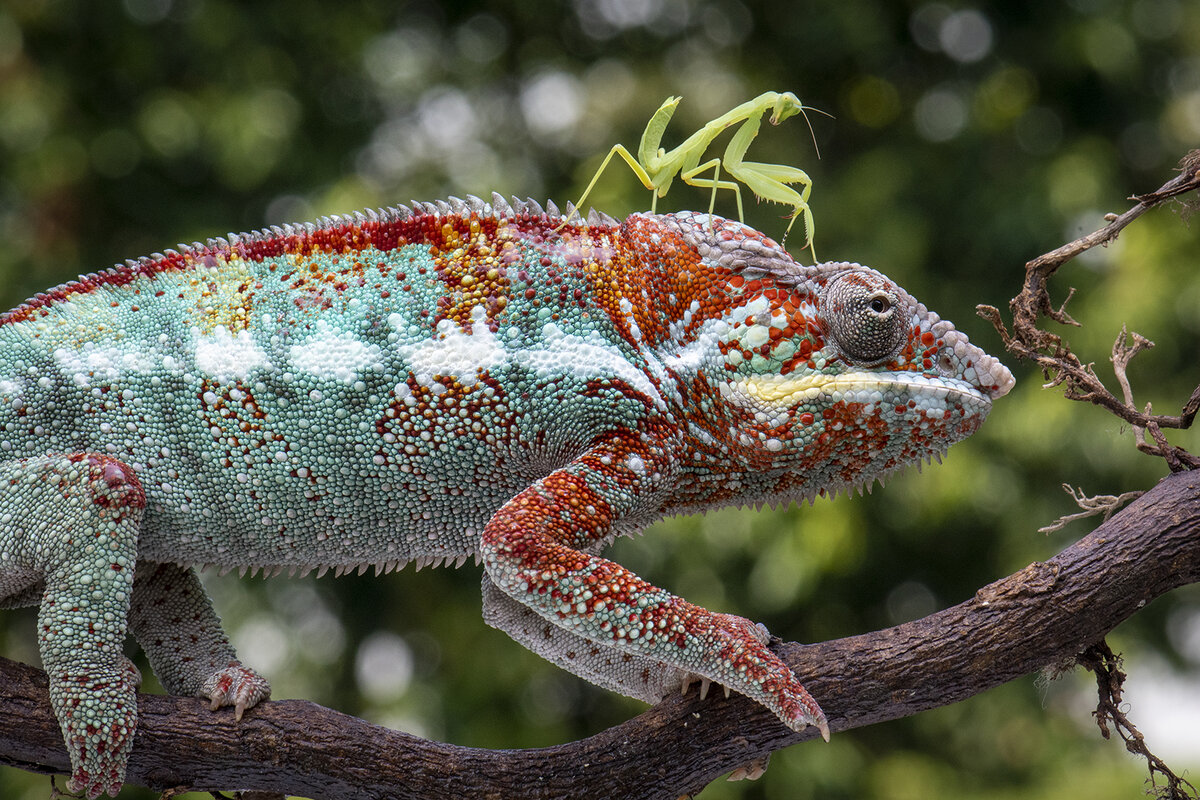 IAAP Ribbon (Rutanika club), Chameleon and mantis/  