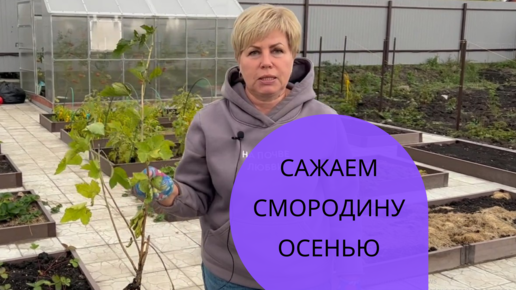 Посадка смородины осенью