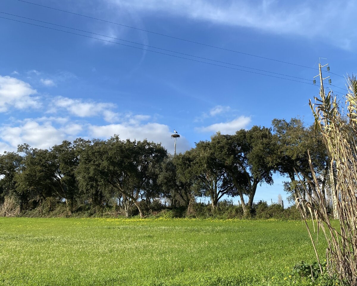 Гнездо аиста на столбе