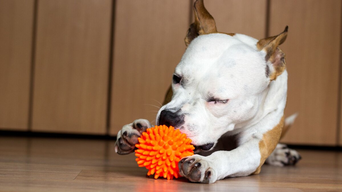 Если ваша собака так себя ведет, значит, она одинока | Dog Breeds | Дзен