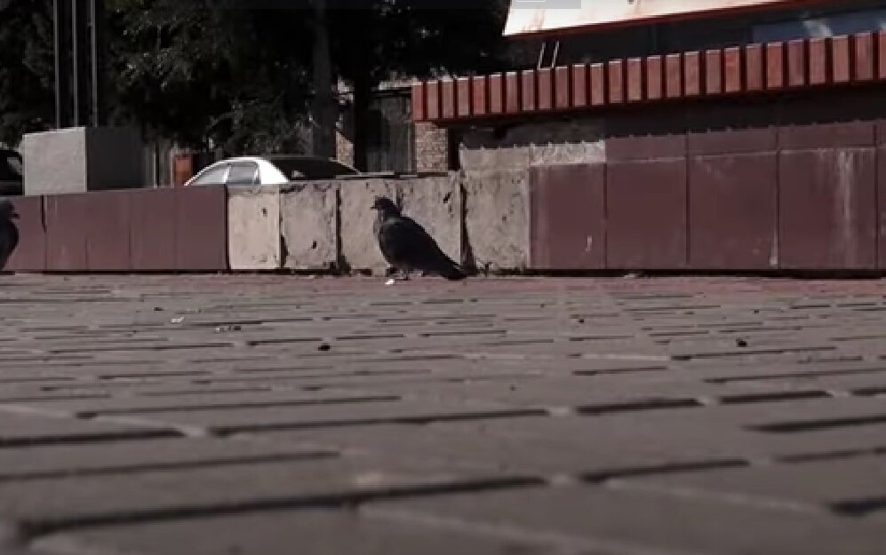 Фото: screenshot из сюжета «Толка»