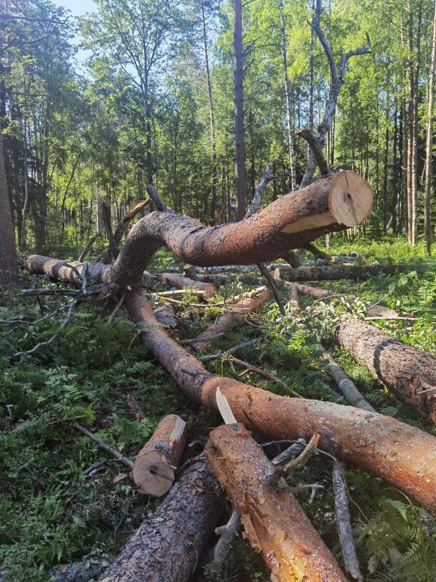 Как обработать и использовать спиленные деревья на вашем участке