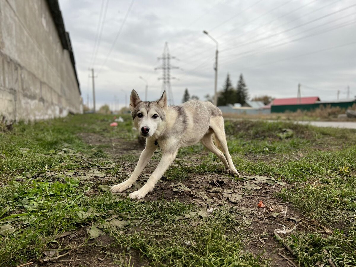 Любитель потягушек