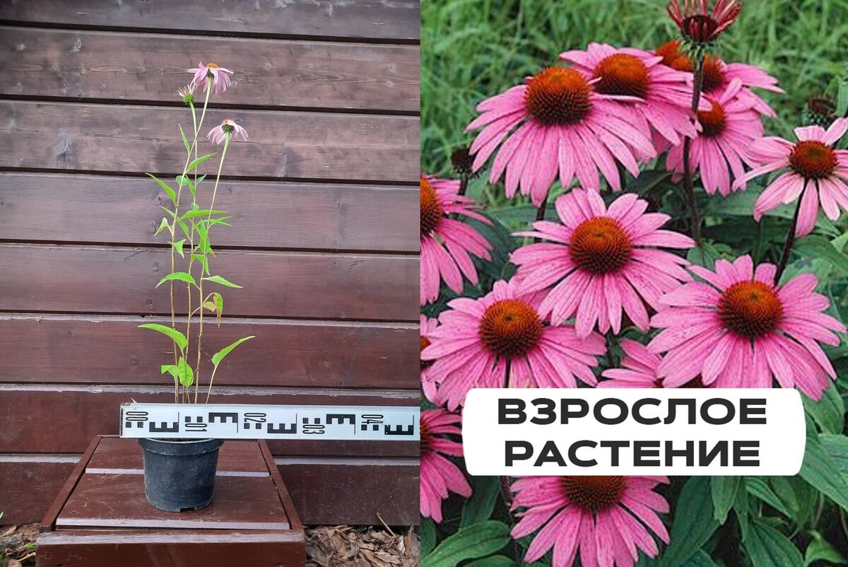 Вот такая красотка может и украсить участок и пользу принести