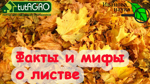 КАК ПРАВИЛЬНО ИСПОЛЬЗОВАТЬ ЛИСТОВОЙ ОПАД. Всё важное о листьях ореха, дуба, липы, клена и тополя. Безопасное укрытие сада и огорода листвой