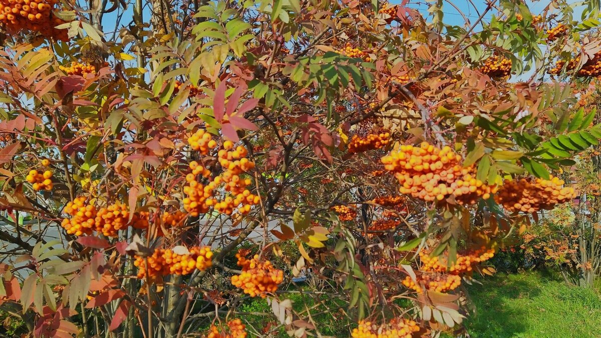     Первое понижение температуры ниже нуля градусов этой осенью заставило кошек поближе быть к людям, быть ласковее. Батареи пока холодные, а человек теплый.