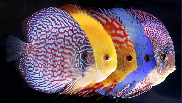 Самые красивые аквариумные рыбки | Глаз пираньи | Дзен