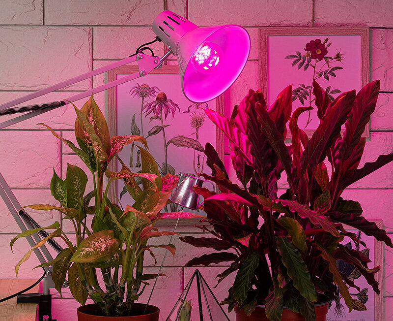 Фитолампы для комнатных растений 