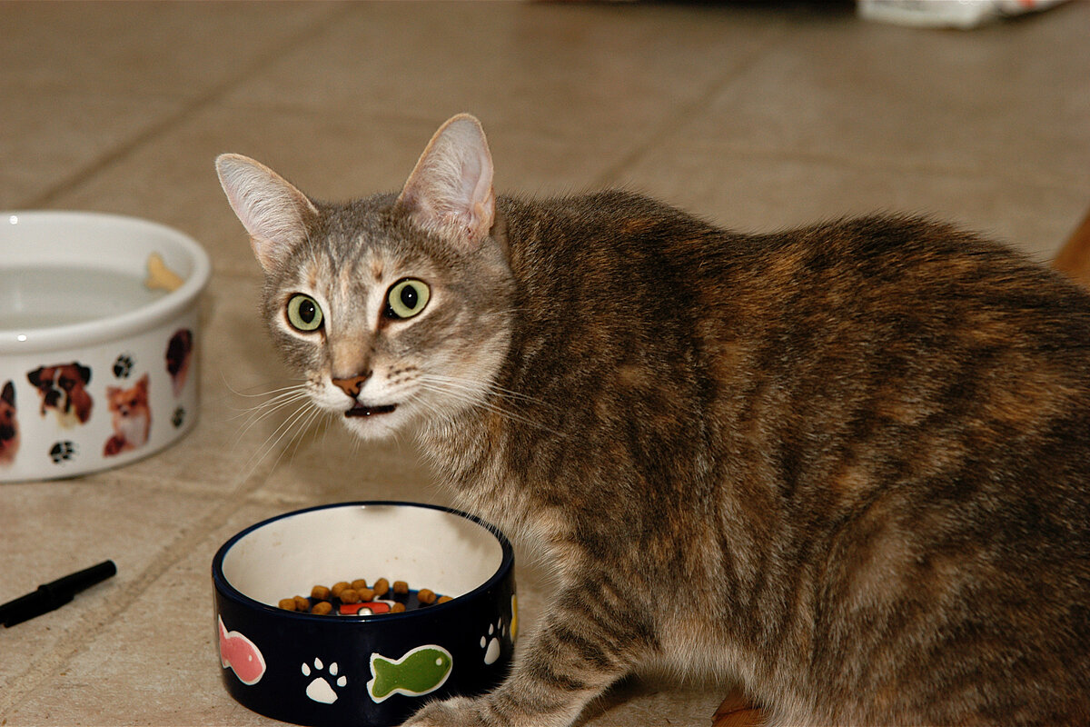 Если во время холодов кошка может потихоньку доедать утреннюю или вечернюю порцию в течение дня, то летом не стоит на это надеяться. 