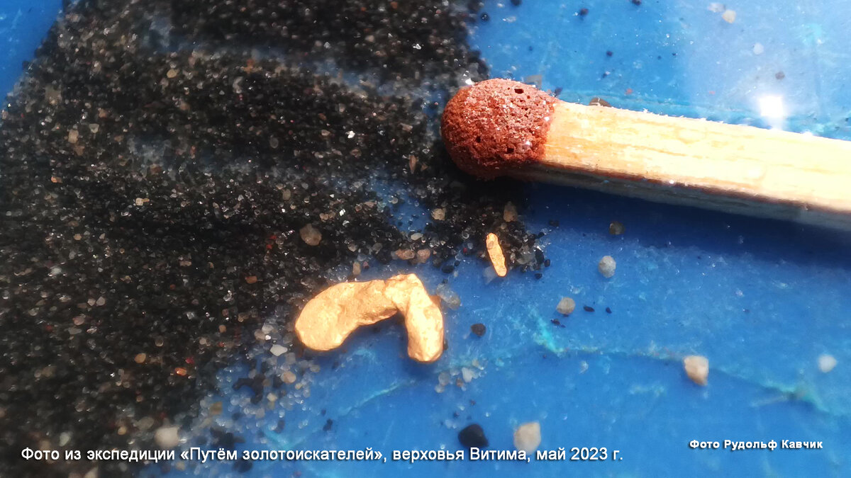 Крупная золотина. Фото из экспедиции в верховья реки Витим. Май 2023 г.