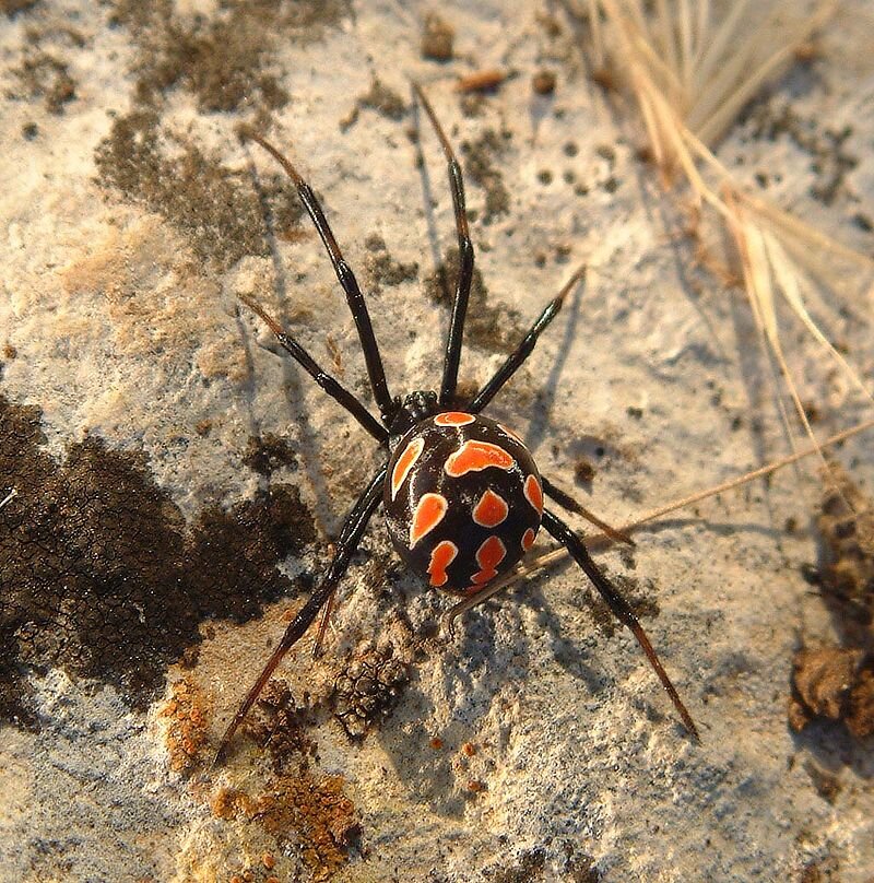 Черный каракурт,Latrodectus tredecimguttatus, viuda negra europea. Фото: Commons.wikimedia.org
