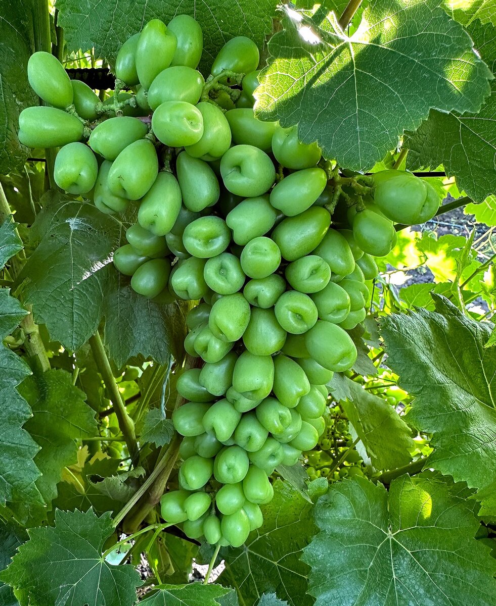 Shine muscat. Шайн Мускат виноград. Корейский виноград Шайн Мускат. Саженцы Шайн Мускат. Виноград май Харт.