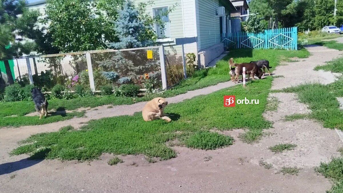 Стая бездомных собак обосновалась на одной из городских остановок в  Оренбурге | 56orb.ru | Дзен