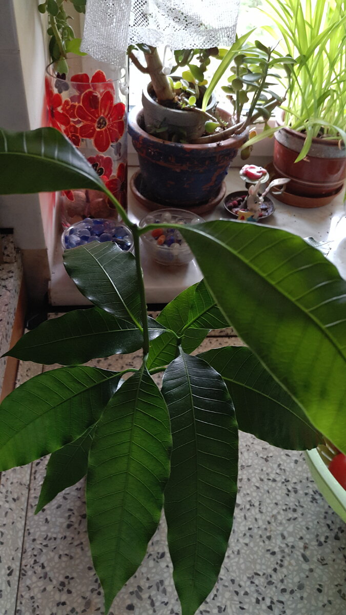 Манго - Сад Анны Гауэр