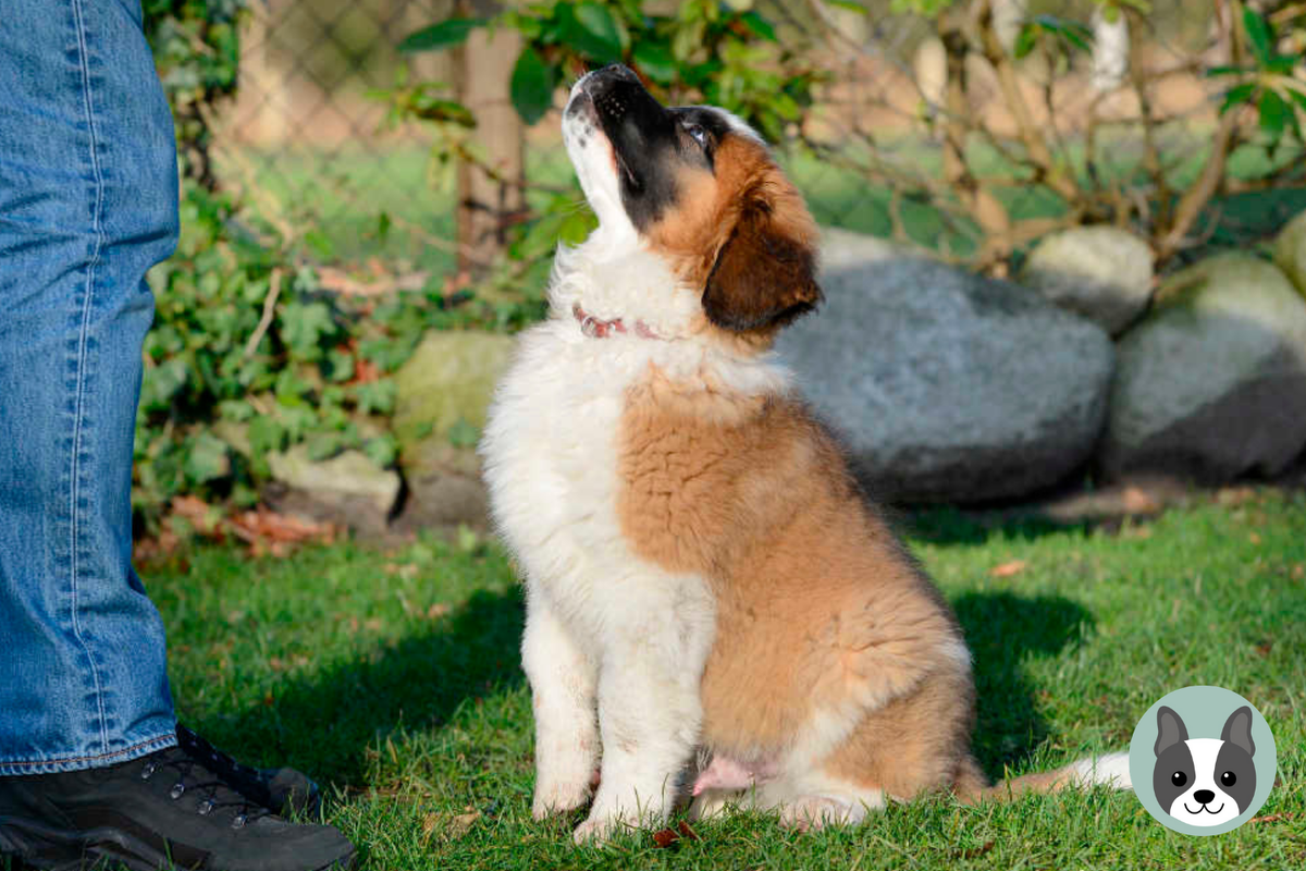 Команда лежать для щенка. Приучить щенка сидеть. Научить собаку команде сидеть. Команды для собак жестами. Научить собаку команде сидеть.