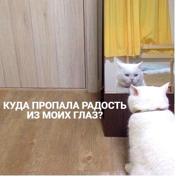 Котя, который забыл поблагодарить за еду в мисочке 🥛