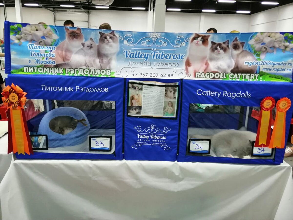 Вот она - наша красавица! 