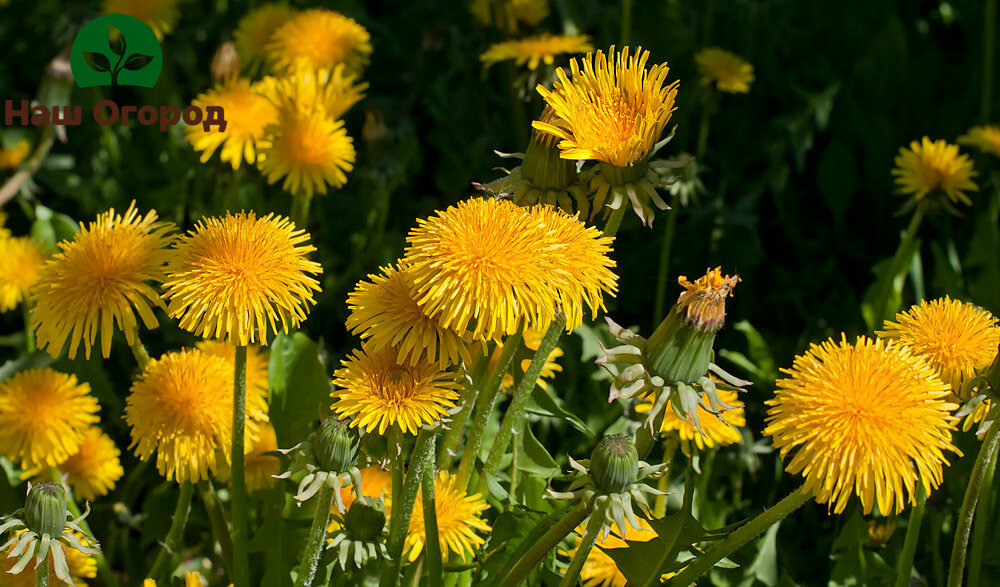 Эффективно, проверено и бесплатно! Всем пробовать это действенное средство.